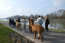 Tienerwerking vr. 18 juli: wandelen met alpaca's