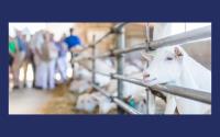 Uitstap: Geitenboerderij Membruggen